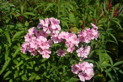 Phlox paniculata 'Little Princess' - grozdasta plamenka
