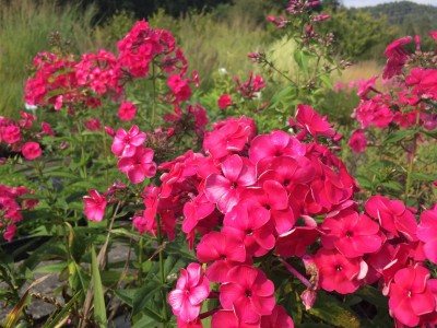Phlox paniculata 'Septemberglut' - grozdasta plamenka