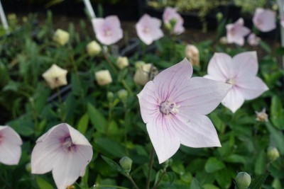 Platycodon grandiflorus 'Astra Pink' - zvončnik