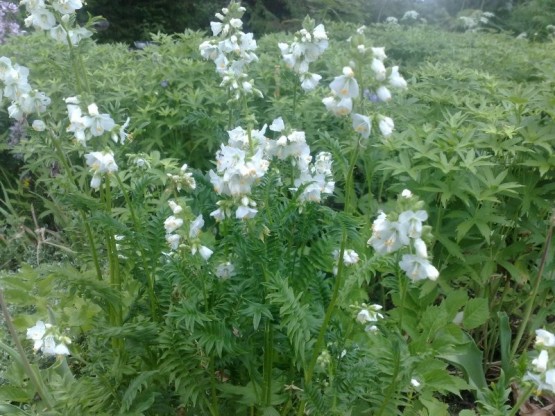 Polemonium caeruleum 'Album' - jesenovka