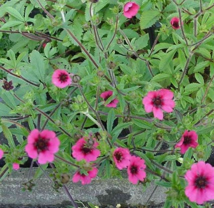 Potentilla nepalensis 'Ron McBeath' - petoprstnik