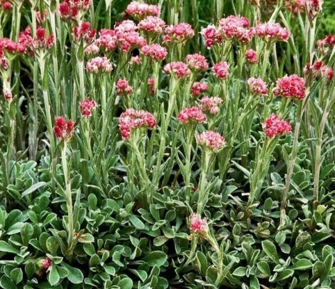 Antennaria dioica 'Rubra' - majnica