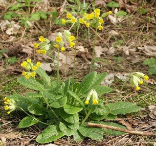 Primula veris - trobentica