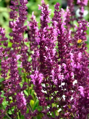 Salvia nemorosa 'Rosakonigin' - kadulja