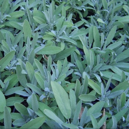 Salvia officinalis 'Grete Stolze' - žajbelj