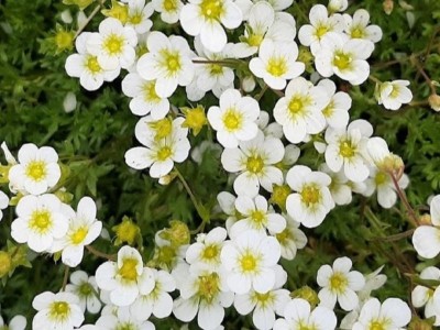 Saxifraga x arendsii 'Schneeteppich' - kamnokreč
