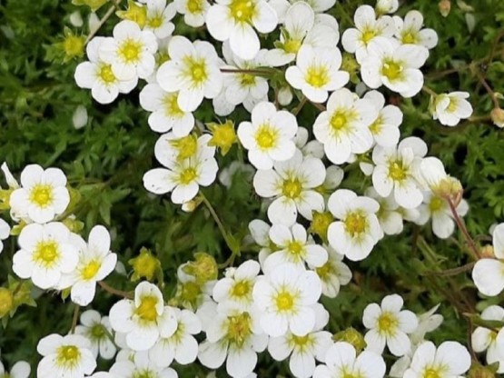 Saxifraga x arendsii 'Schneeteppich' - kamnokreč