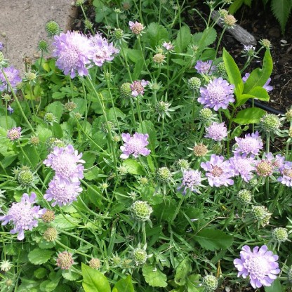 Scabiosa japonica var. alpina - grintavec