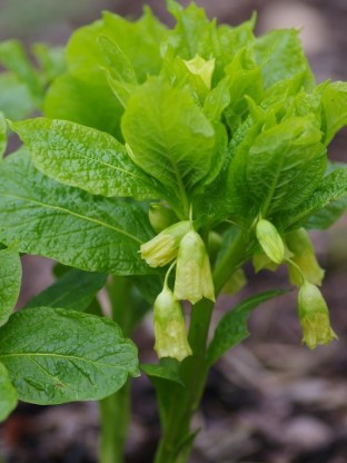 Scopolia carniolica - kranjska bunika