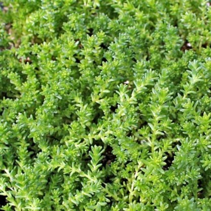 Sedum acre 'Oktoberfest' - homulica