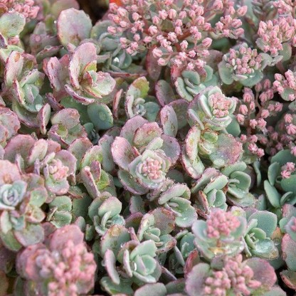 Sedum cauticula 'Lidakense' - homulica