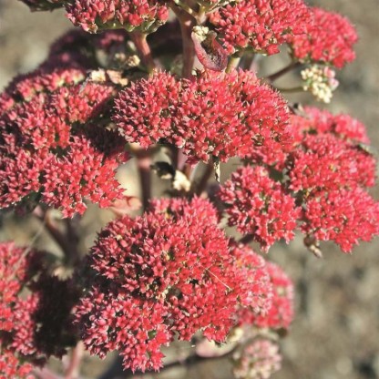 Sedum 'Munstead Red' - hermelika