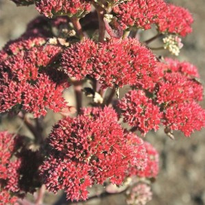 Sedum 'Munstead Red' - hermelika