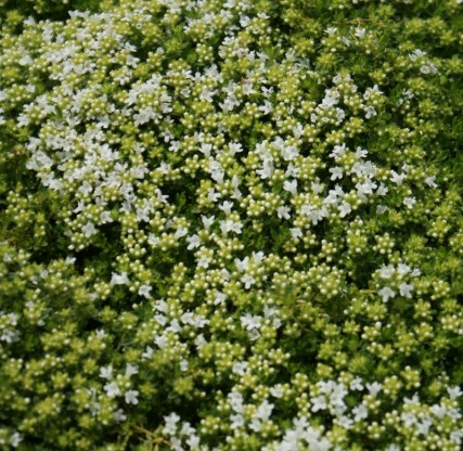 Thymus serpyllum 'Album' - materina dušica