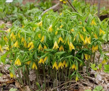 Uvularia grandiflora - zvončasta lilija