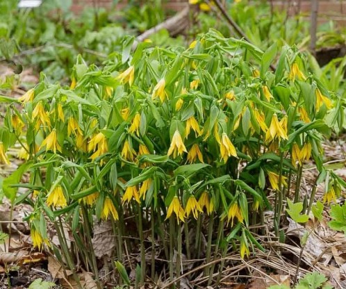 Uvularia grandiflora - zvončasta lilija