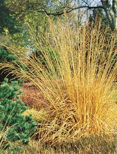 Molinia arundincea 'Karl Foerster' - modra stožka