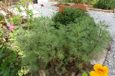 Artemisia arboratum 'Camphorata' - pelin