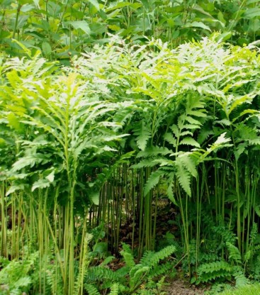 Onoclea sensibilis - mimozasta praprot