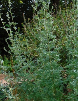 Artemisia absinthium - pelin