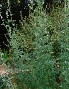Artemisia absinthium - pelin