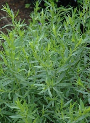 Artemisia dracunculus - pehtran