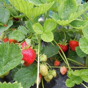 Fragaria 'Elsanta' - vrtna jagoda