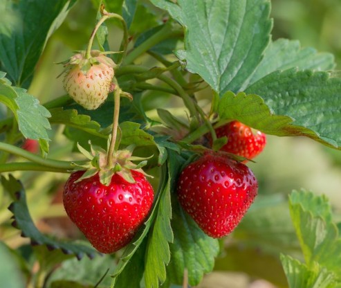 Fragaria 'Mara des Bois' - vrtna jagoda