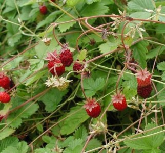Fragaria vesca 'Alexandria' - jagoda