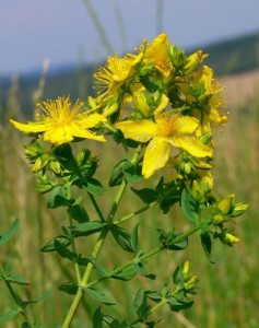 Hypericum perforatum - šentjanževka