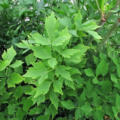 Levisticum officinale - luštrek
