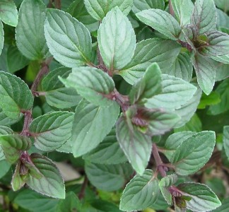 Mentha 'Chocolate - čokoladna meta