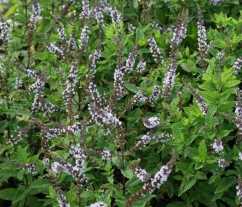 Mentha speciosa 'Nemorosa' - mojito meta