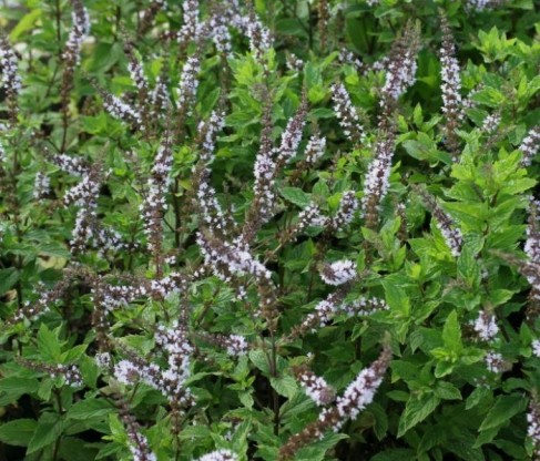 Mentha speciosa 'Nemorosa' - mojito meta