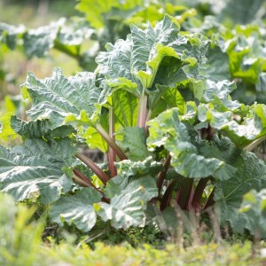 Rheum rhabarbarum - rabarbara