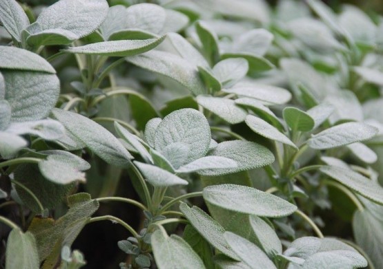 Salvia officinalis 'Berggarten' - žajbelj