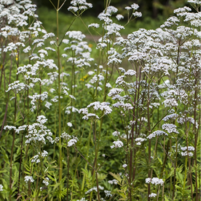 Valeriana officinalis - baldrijan