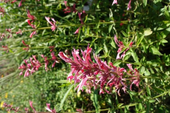 Agastache 'Red Fortune'