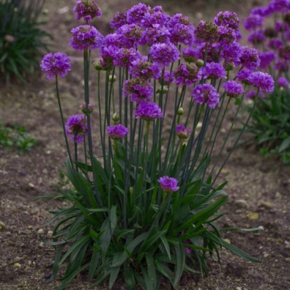 Armeria pseudoarmeria 'Ballerina Lilac'