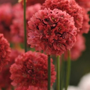 Armeria pseudoarmeria 'Ballerina Red'