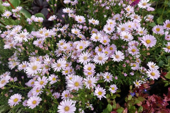 Aster ericoides 'Cyrille', astra