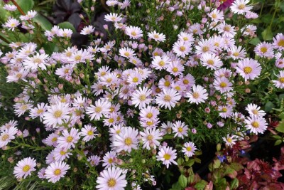 Aster ericoides 'Cyrille', astra
