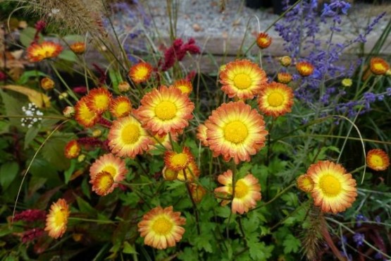 Chrysanthemum 'Dernier Soleil' - krizantema