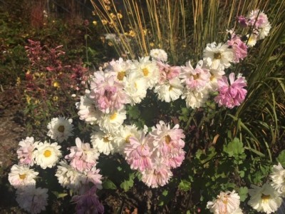 Chrysanthemum 'Julia'