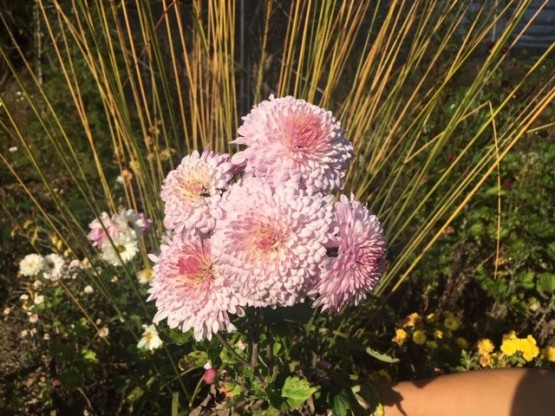 Chrysanthemum 'Nebelrose' - krizantema