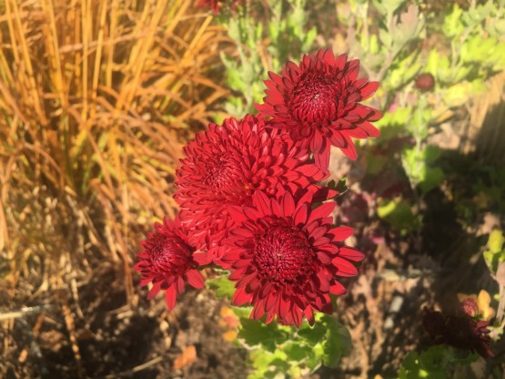 Chrysanthemum 'Rehauge'