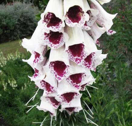 Digitalis purpurea 'Pam's Choice'