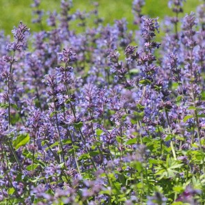 Nepeta racemosa 'Little Titch' 
