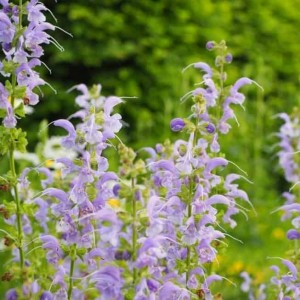 Salvia pratensis 'Sky Dance'