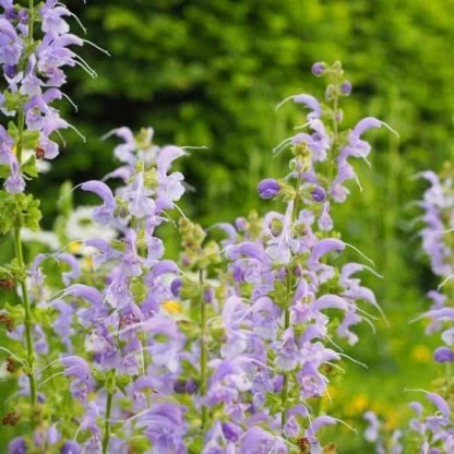 Salvia pratensis 'Sky Dance'